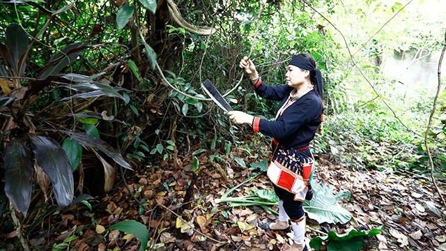 Chị Triệu Thị Bình (người Dao thôn Yên Sơn, xã Ba Vì) đang đi lấy cây thuốc nam.