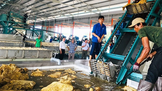 Trong nhà máy chế biến mủ cao-su của doanh nghiệp Việt Nam tại tỉnh Cratie, Campuchia.