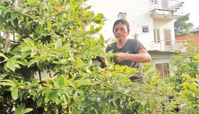 Tạo dáng cho cây mai tại vườn mai ghép Ba Sơn, phường Linh Đông, quận Thủ Đức.