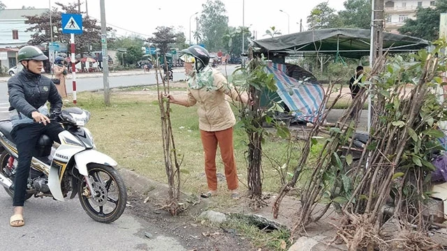 Người dân bán cây đơn đỏ ở Quảng Trị cũng chỉ mong gom góp ít tiền sắm Tết.