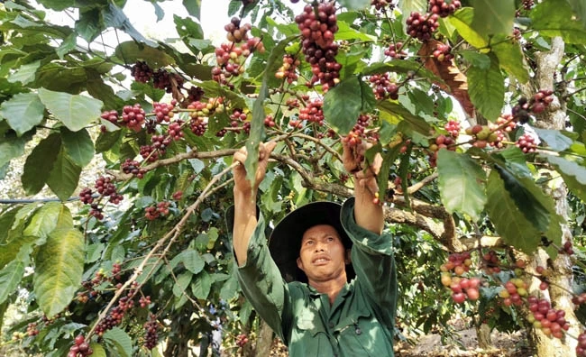 Nông dân huyện Di Linh (Lâm Đồng) thu hoạch cà-phê. Ảnh: MAI VĂN BẢO