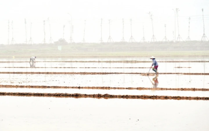 Nông dân xã Cấn Hữu, huyện Quốc Oai làm đất chuẩn bị gieo cấy lúa xuân. Ảnh: ĐĂNG ANH