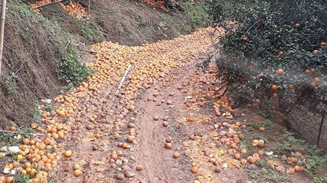 Nông dân Hà Giang thiệt hại vì cam rụng hàng loạt