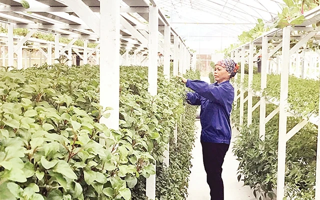 Mô hình trồng rau hữu cơ tại xã Tiến Xuân (huyện Thạch Thất) cho hiệu quả kinh tế cao. Ảnh: Ðỗ Minh