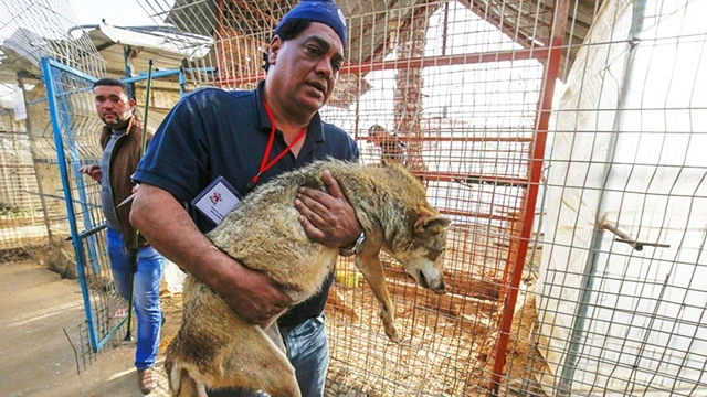 Bác sĩ thú y Amir Khalil cùng nhóm Four Paws International giải cứu động vật ở vườn thú Rafah tại dải Gaza. Ảnh: AFP