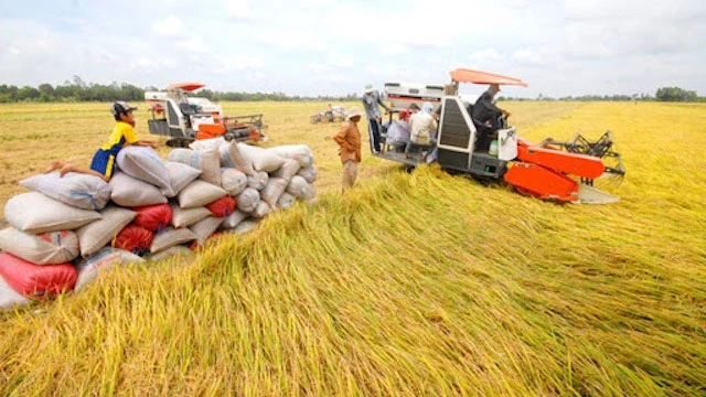Sản lượng thóc lúa cả nước năm 2020 dự kiến đạt 43,5 triệu tấn