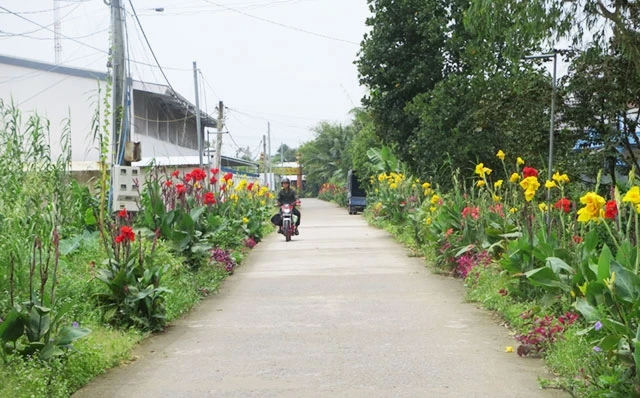 Nhiều tuyến đường nông thôn ở Vĩnh Long được người dân trồng hoa làm đẹp cảnh quan hai bên đường.