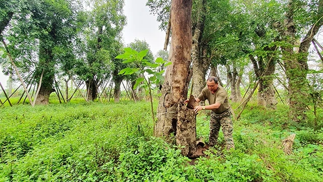 Ông Nguyễn Văn Hưng, chủ thửa đất bên cây xà cừ đã chết khô vì không được chăm sóc.