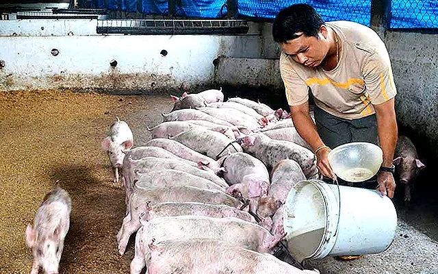  Trang trại nuôi lợn của người dân huyện Chư Pưh (tỉnh Gia Lai) theo mô hình khép kín phát triển ổn định. Ảnh: LÊ NAM