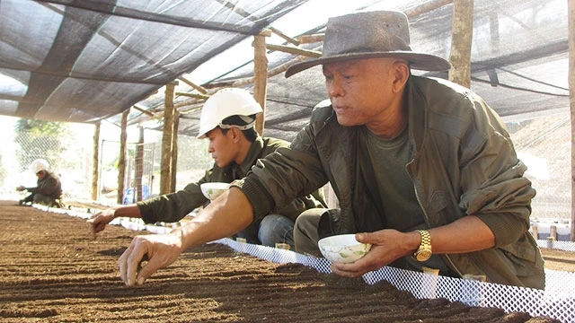 Ông Nguyễn Chí Long (đội mũ vành) cùng công nhân, gieo hạt giống sâm Ngọc Linh bằng hạt. 