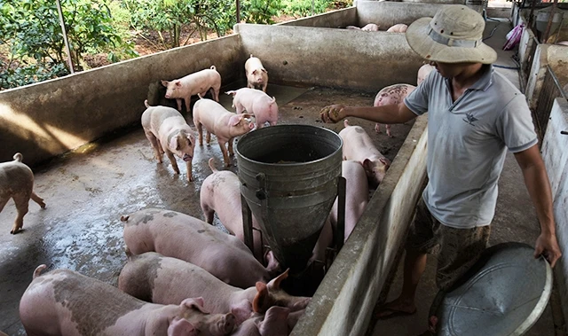 Các doanh nghiệp chăn nuôi trên địa bàn Đồng Nai đang đẩy mạnh tái đàn, tăng đàn. 