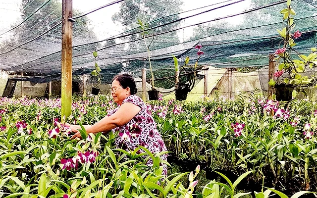  Mô hình trồng hoa lan trên giàn chậu đem lại nguồn lợi nhuận hơn 100 triệu đồng/năm cho hộ nông dân Bùi Thị Xi, xã Phú Mỹ Hưng.