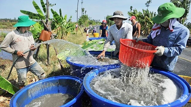 Nông dân huyện Vĩnh Thuận (Kiên Giang) thu hoạch tôm càng xanh trên nền đất tôm - lúa.