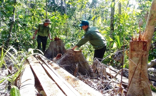Hiện trường khu vực rừng bị lâm tặc chặt phá.