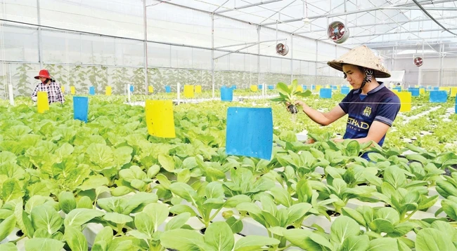 Mô hình trồng rau công nghệ cao, an toàn vệ sinh thực phẩm tại tỉnh Tiền Giang.