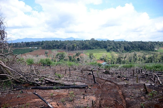 Nhiều diện tích rừng, đất rừng tại HTX dịch vụ nông nghiệp thương mại Hợp Tiến bị tàn phá nặng nề.