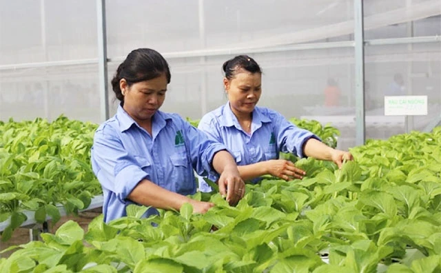 Mô hình trồng rau thủy canh của Hợp tác xã dịch vụ nông nghiệp tổng hợp Đa Tốn (huyện Gia Lâm) cho hiệu quả kinh tế cao.
