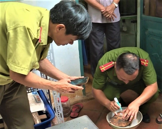 Các cơ quan chức năng cân đo trọng lượng số rùa được phát hện nuôi nhốt tại nhà ông Hoàng Minh Triển.