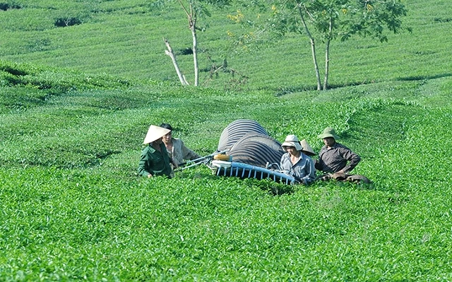 Nông dân huyện Thanh Sơn (Phú Thọ) cơ giới hóa khâu thu hoạch chè.