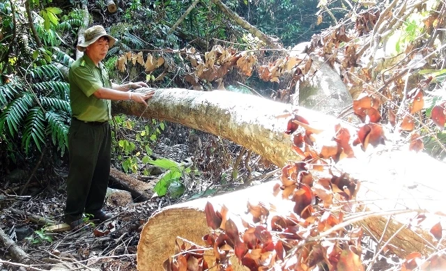 Hiện trường khu vực lâm tặc mở đường vào chặt phá rừng ở Phú Yên.