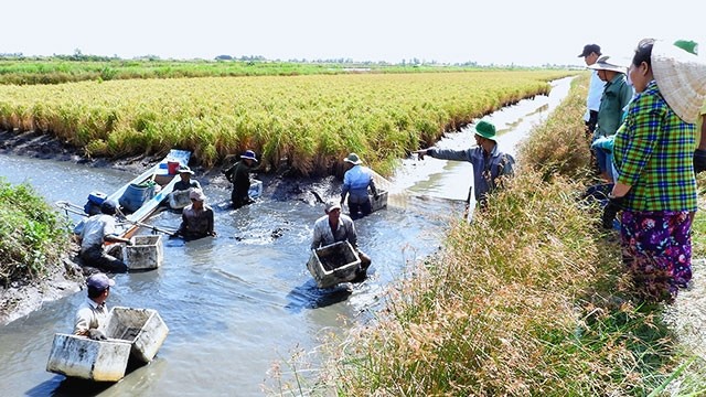 Nông dân xã Biển Bạch Đông (huyện Thới Bình, tỉnh Cà Mau) thu hoạch tôm càng xanh 