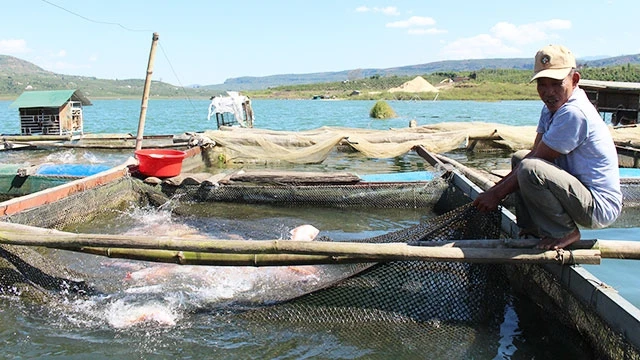 Ông Nguyễn Văn Tiến bên bè cá. 