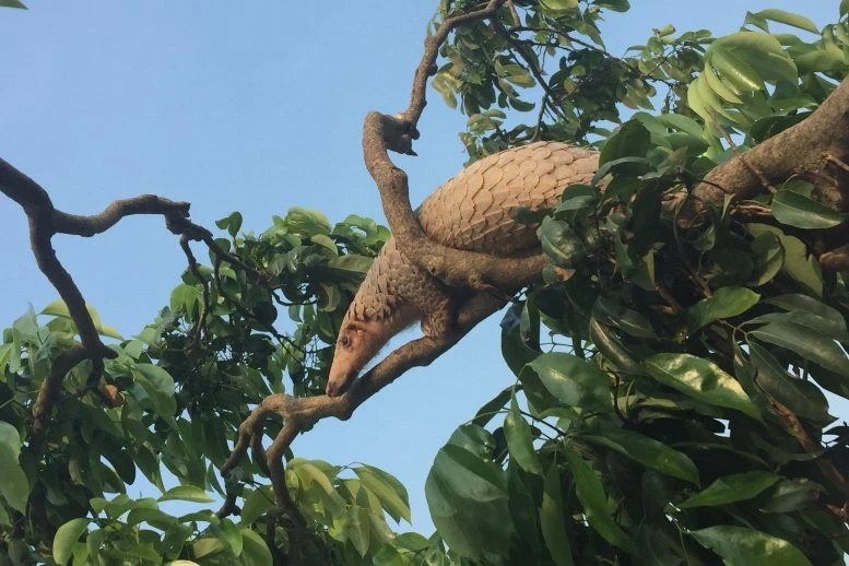 Một cá thể tê tê Malay trên cây. Ảnh: Jinping Chen.