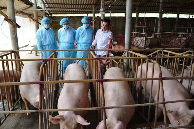 Đoàn công tác của Bộ NN-PTNT thăm trang trại nuôi lợn tại xã Hòa Định, huyện Chợ Gạo, tỉnh Tiền Giang.