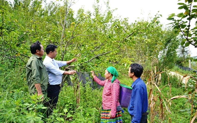 Cán bộ UBND xã Lũng Sui (Si Ma Cai, Lào Cai) hướng dẫn người dân trồng cây ăn quả, góp phần xóa đói, giảm nghèo.