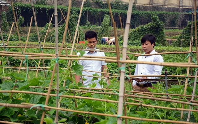 Anh Phạm Quang Thọ (bên trái) tại trang trại trồng rau an toàn của mình.