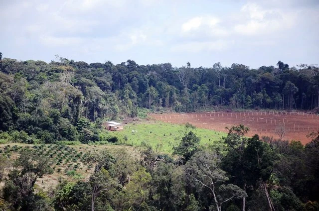Rừng tại Hợp tác xã dịch vụ nông nghiệp thương mại Hợp Tiến, xã Quảng Sơn, huyện Đắk Glong, tỉnh Đắk Nông bị tàn phá nặng nề.