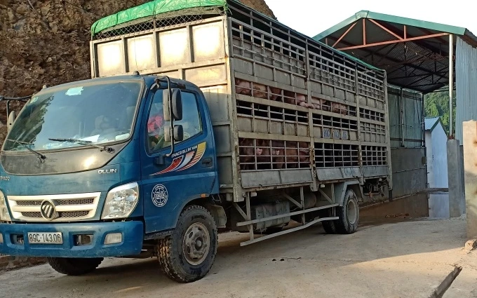 Xe chở lợn từ trang trại đi ra điểm tập kết, chuẩn bị đưa đi tiêu thụ. 