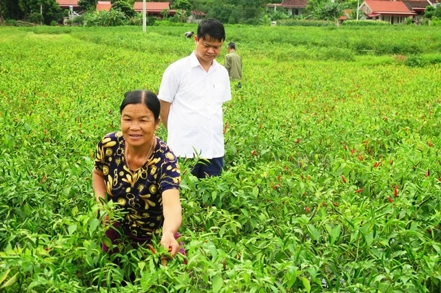Người dân ở thôn Chằm Páng, thị trấn Đồng Mỏ (Chi Lăng) đang khẩn trương thu mua ớt.