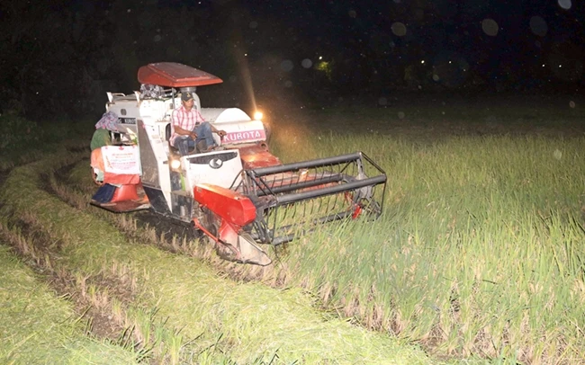 Do nhiệt độ ban ngày lên đến 40 độ C, nhiều nông dân tại Nghệ An phải gặt lúa vào ban đêm.Ảnh: NGUYỄN OANH