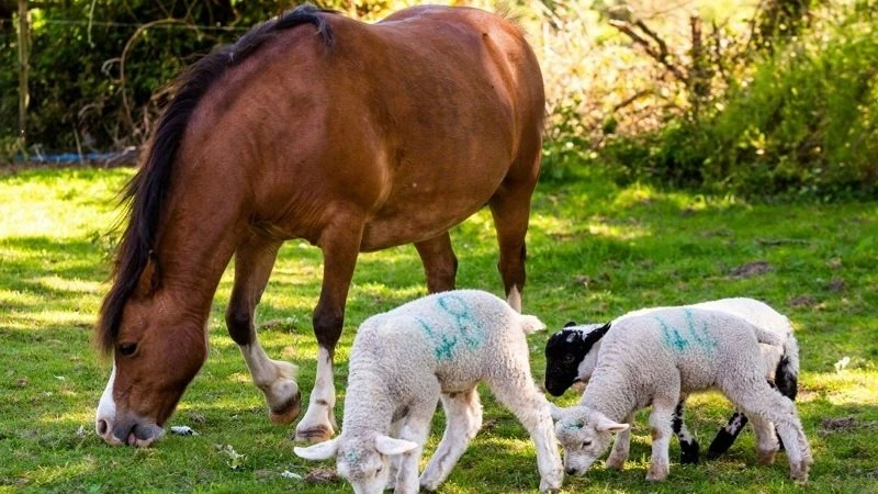 Ngựa Heidi luôn ở cạnh chăm sóc ba chú cừu non. (Ảnh: Foxnews)