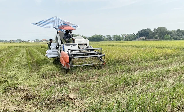 Thu hoạch lúa bằng máy gặt đập liên hợp ở Ninh Bình.