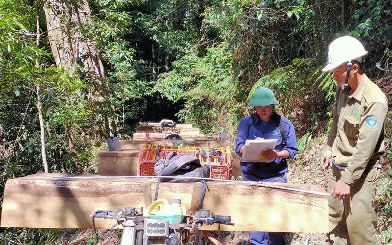 Hiện trường vụ khai thác và vận chuyển gỗ trái phép xảy ra ngày 29-2 tại tiểu khu 277 thuộc xã Ðắk Rơ Nga, huyện Ðắk Tô, tỉnh Kon Tum.