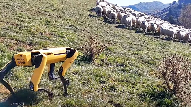 Robot chăn cừu