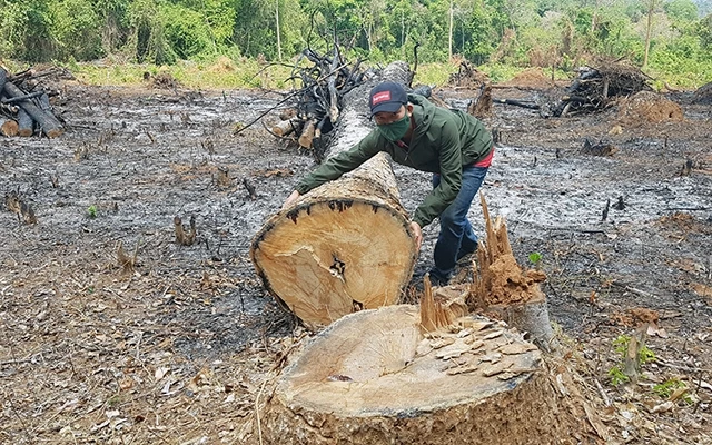  Rừng thuộc địa phận xã Ia Dreh, huyện Krông Pa, khu vực giáp ranh giữa hai tỉnh Gia Lai với Ðắk Lắk bị tàn phá.