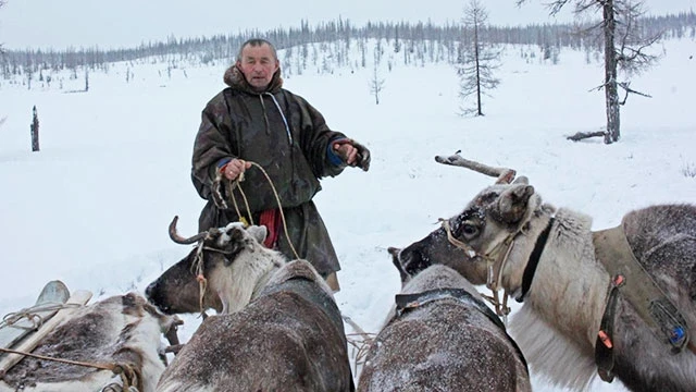 Chăn thả tuần lộc trên bán đảo Yamal của Nga. Ảnh: REUTERS