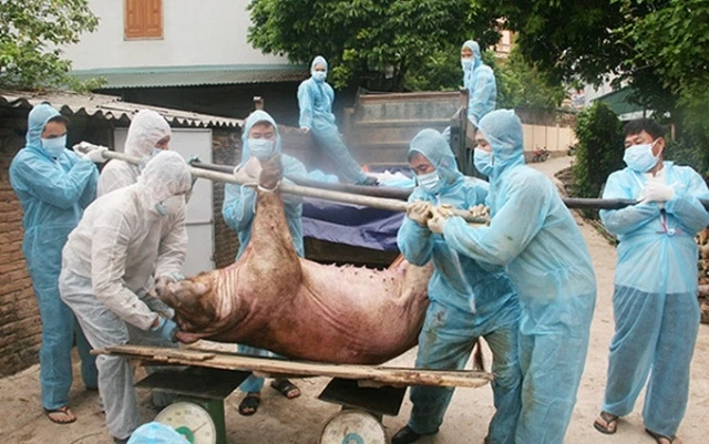 Từ đầu năm đến nay, bệnh dịch tả lợn châu Phi (DTLCP) đã tái phát tại 155 xã của 20 tỉnh, thành phố.