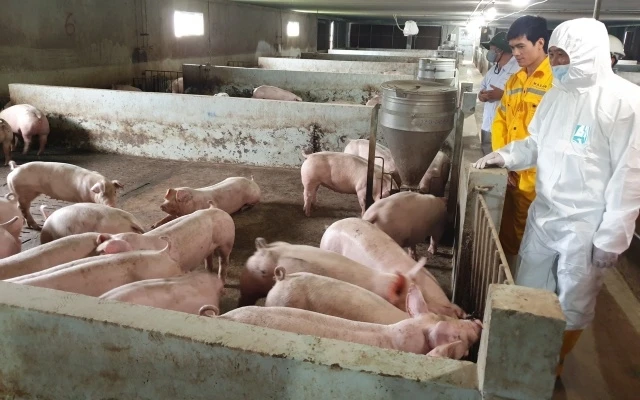 Thứ trưởng Phùng Đức Tiến kiểm tra chất lượng con giống và đàn thịt tại fam nuôi của Masan Meat Life ở Quỳ Hợp (Nghệ An).