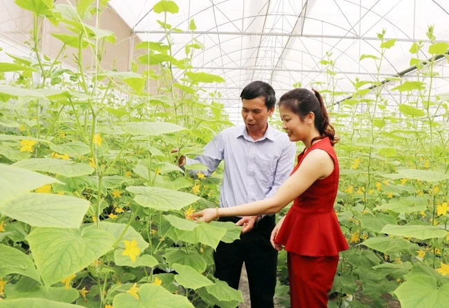 Mô hình trồng dưa ở Công ty TNHH Hải Phong (huyện Lương Tài).