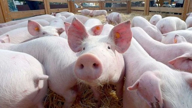 Trước diễn biến phức tạp dịch Covid-19, Bộ Nông nghiệp và Phát triển nông thôn đã đồng ý phương án nhập khẩu lợn sống để hạ giá thành thịt lợn trong nước.