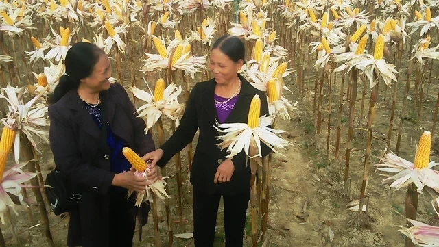 Sản xuất nông nghiệp hàng hóa ở huyện Phú Bình (tỉnh Thái Nguyên).