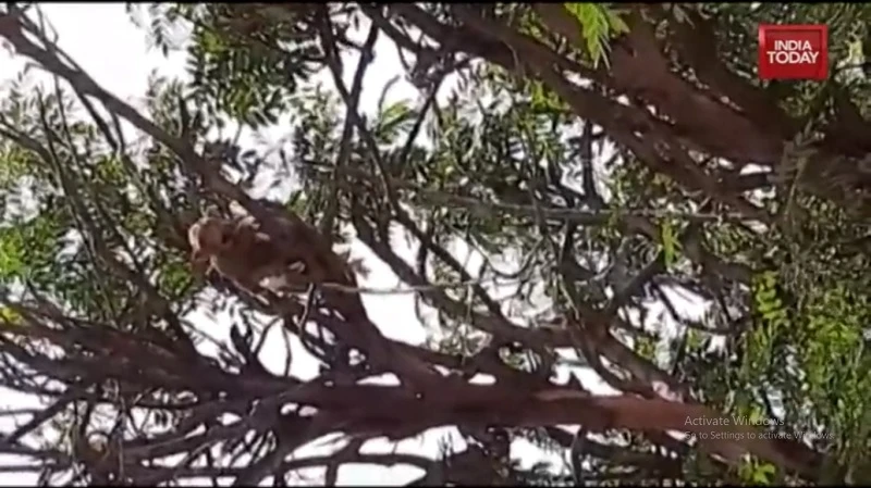 Hình ảnh con khỉ cắt từ clip trên India Today.