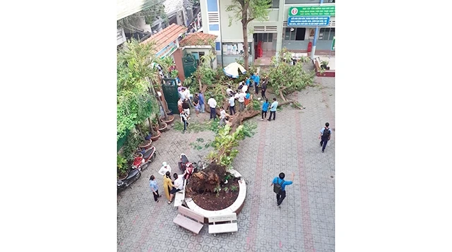 Hiện trường cây phượng bật gốc đổ xuống khiến 18 học sinh Trường THCS Bạch Đằng, quận 3, TP Hồ Chí Minh gặp nạn. 