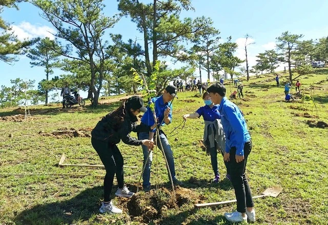 Đoàn viên, thanh niên ra quân “Ngày Chủ nhật xanh” và trồng cây mai anh đào tại TP Đà Lạt.
