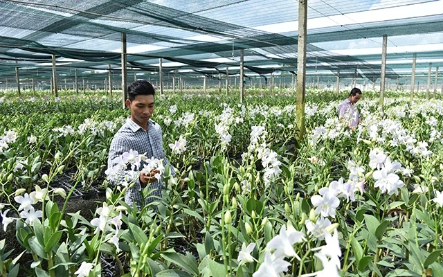Trồng hoa lan trong nhà lưới tại Khu nông nghiệp công nghệ cao TP Hồ Chí Minh ở xã Phạm Văn Cội, huyện Củ Chi. Ảnh: ĐĂNG KHOA