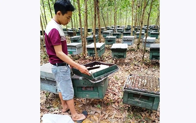 Hơn 200 tổ ong mật của gia đình anh Hồ Sỹ Phúc (xã Hương Bình, huyện Hương Khê, Hà Tĩnh) bị nghi ngờ đầu độc chết. Ảnh: HOÀI NAM